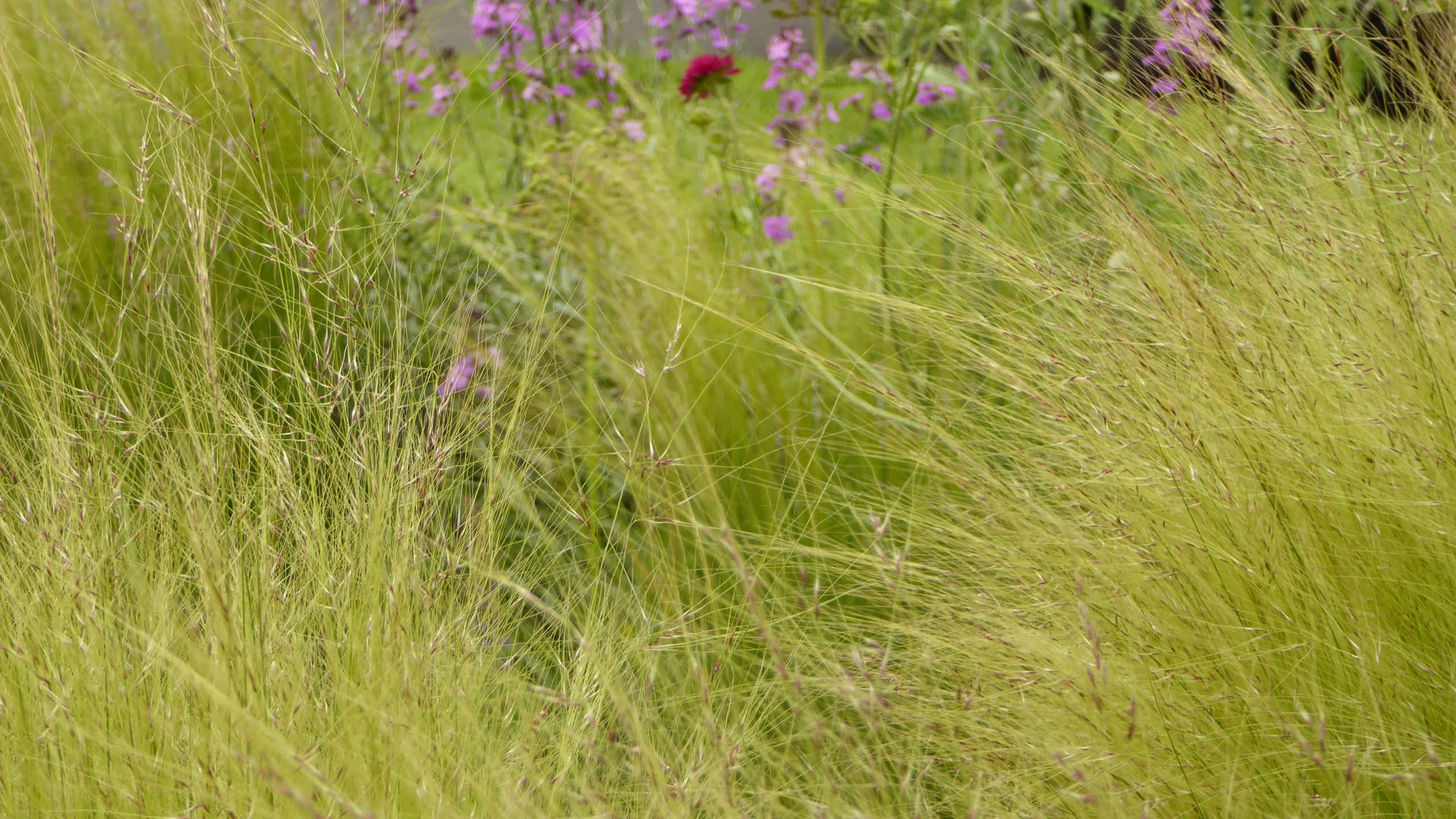 Cheshire Garden Design: Interlocking Curves and Acer (Front Garden) Stipa tenuissima