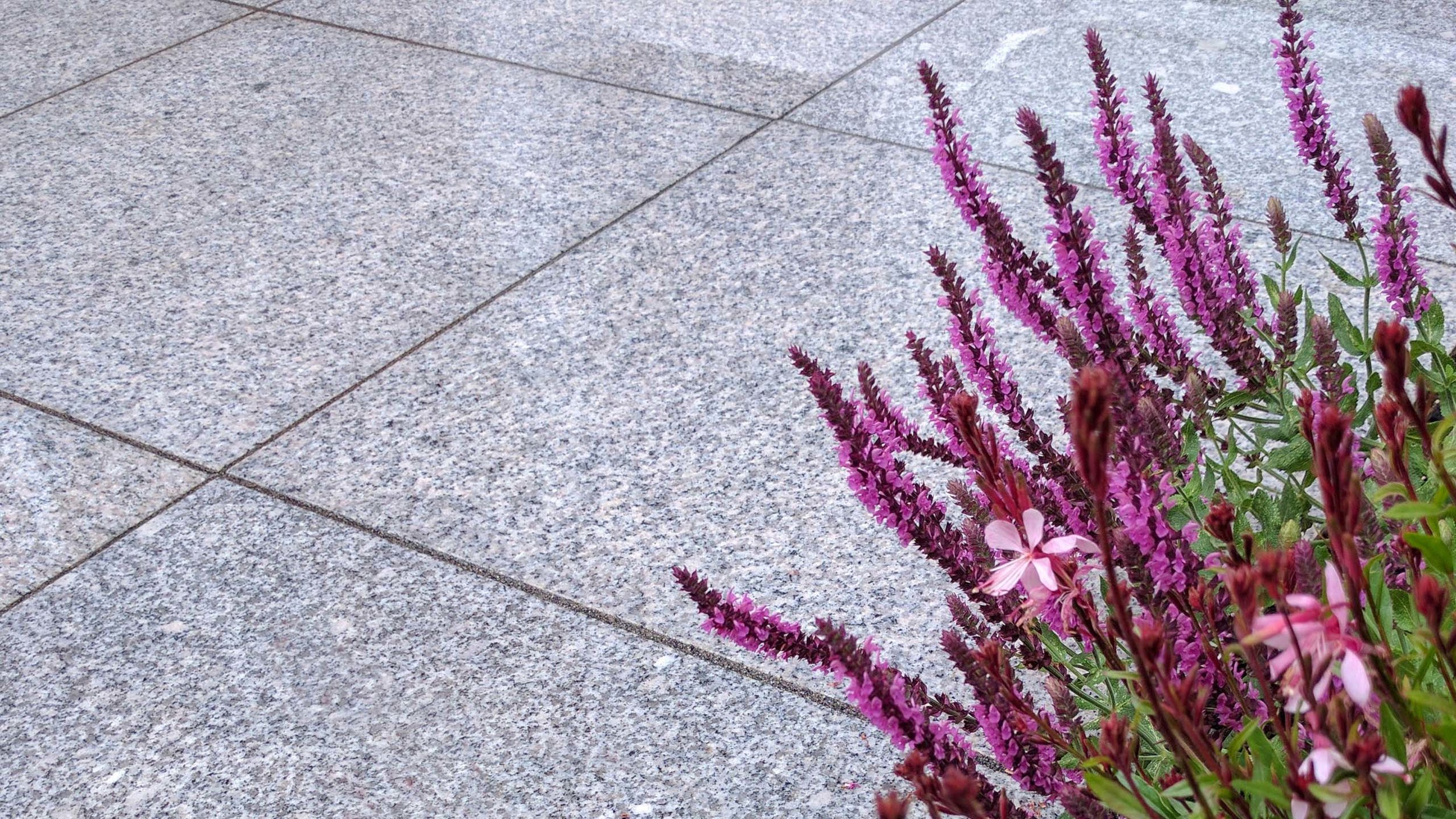 GardenDesignLancaster 4.jpg