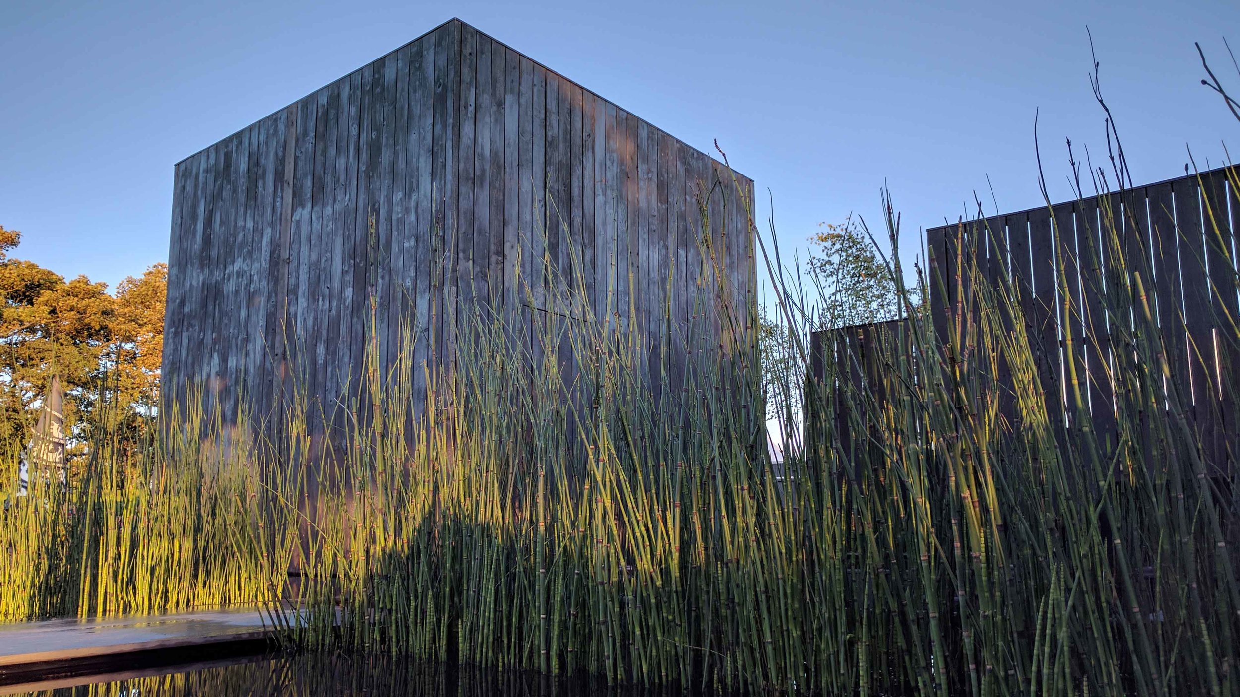Southport Garden Design: Kuro: Evening Light
