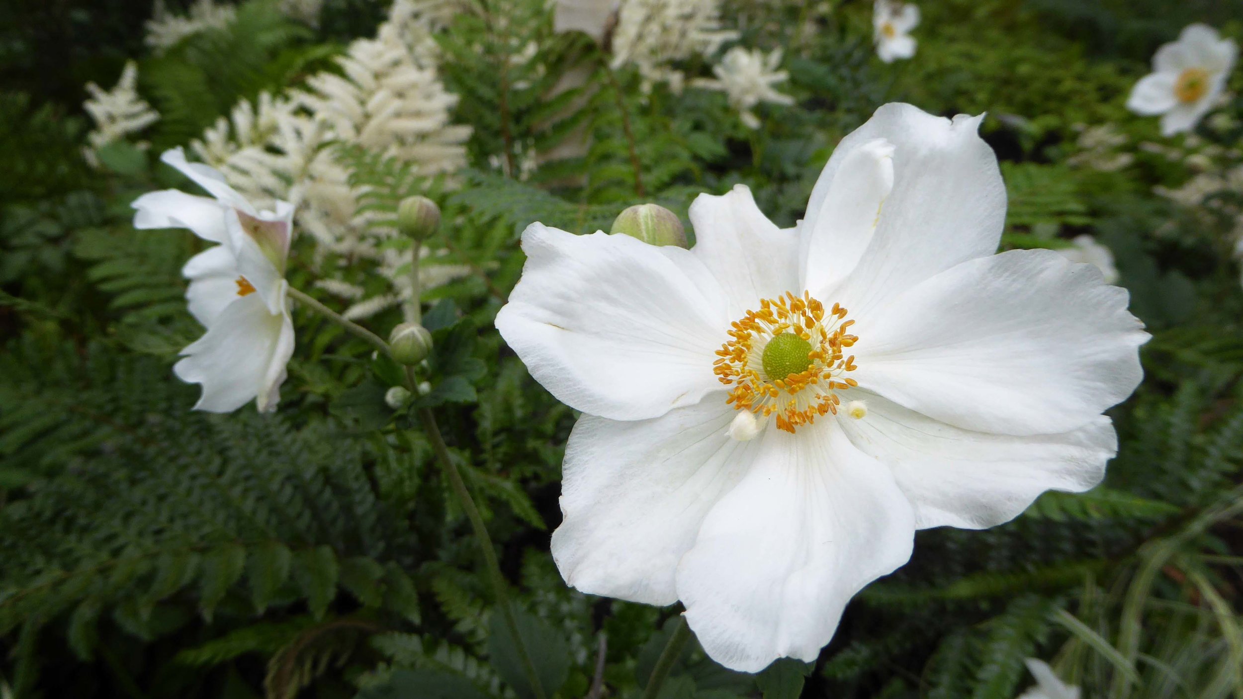 Southport Garden Design: Kuro: Anemone x hybrida 'Honorine Jobert'