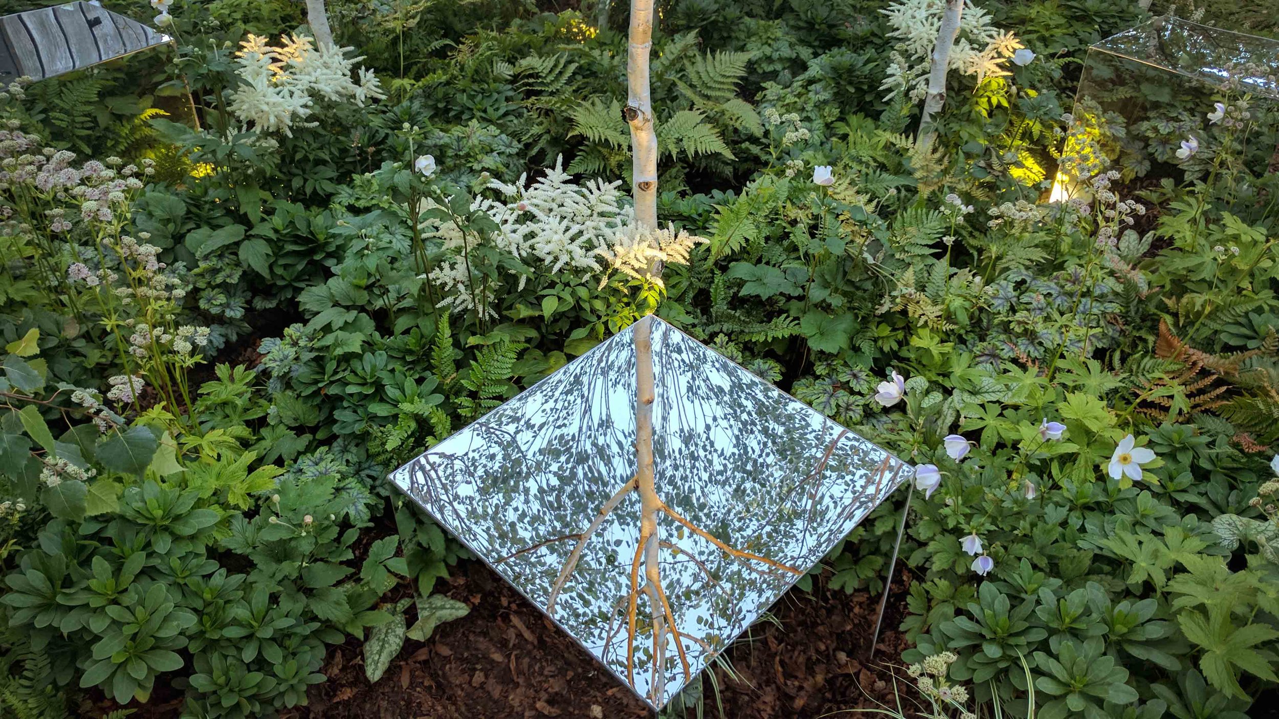 Southport Garden Design: Kuro: Mirrored Cube In Woodland Planting