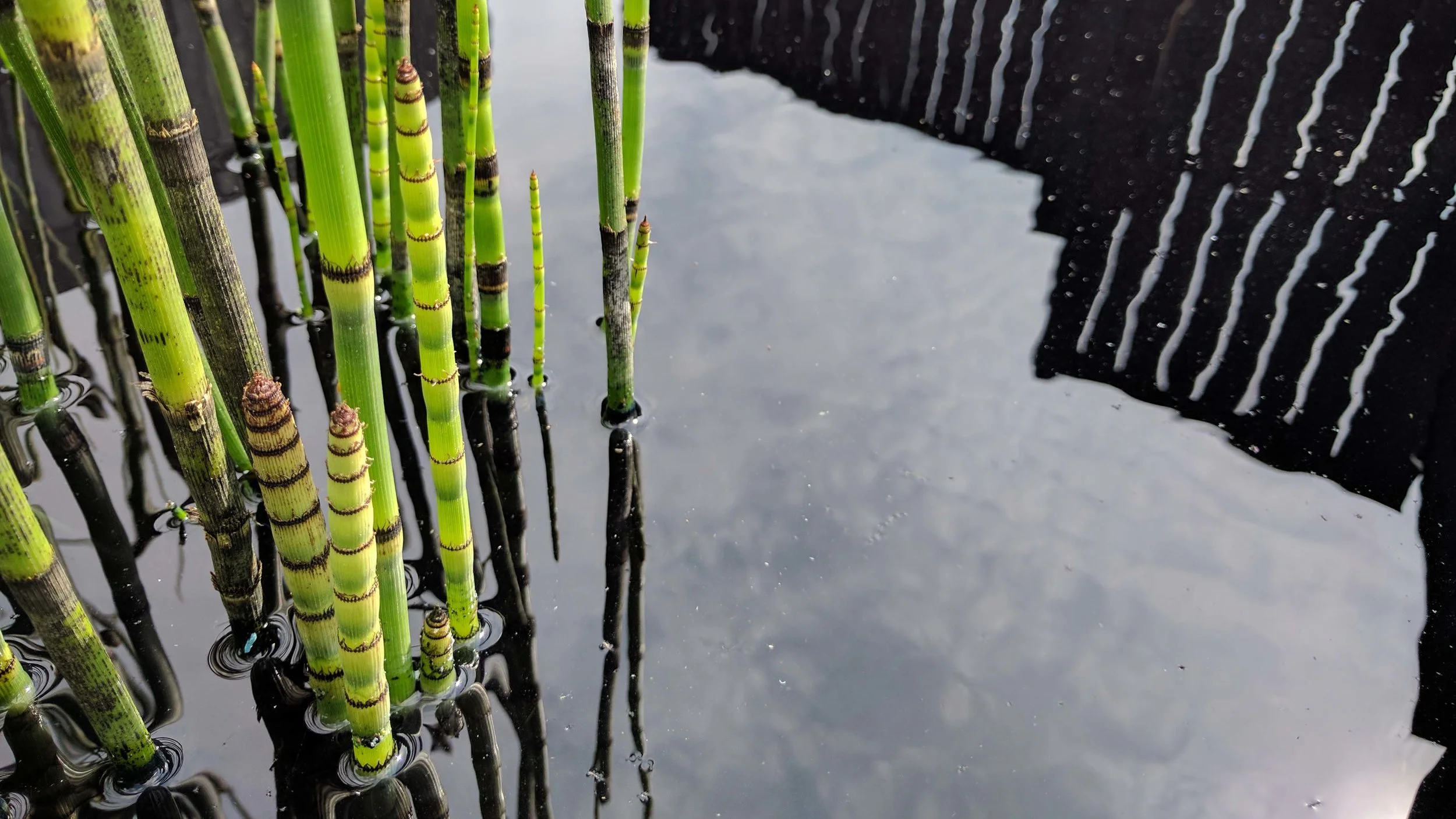 3 SouthportFlowerShow2017 - Equisetum.jpg
