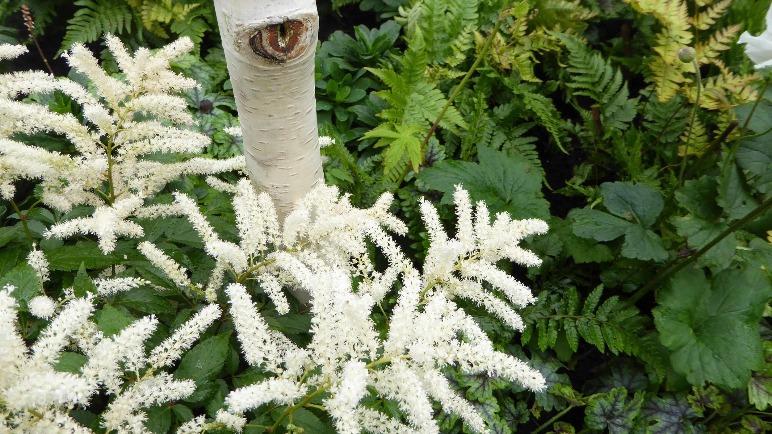 18 SouthportFlowerShow2017 - Astilbe.jpg