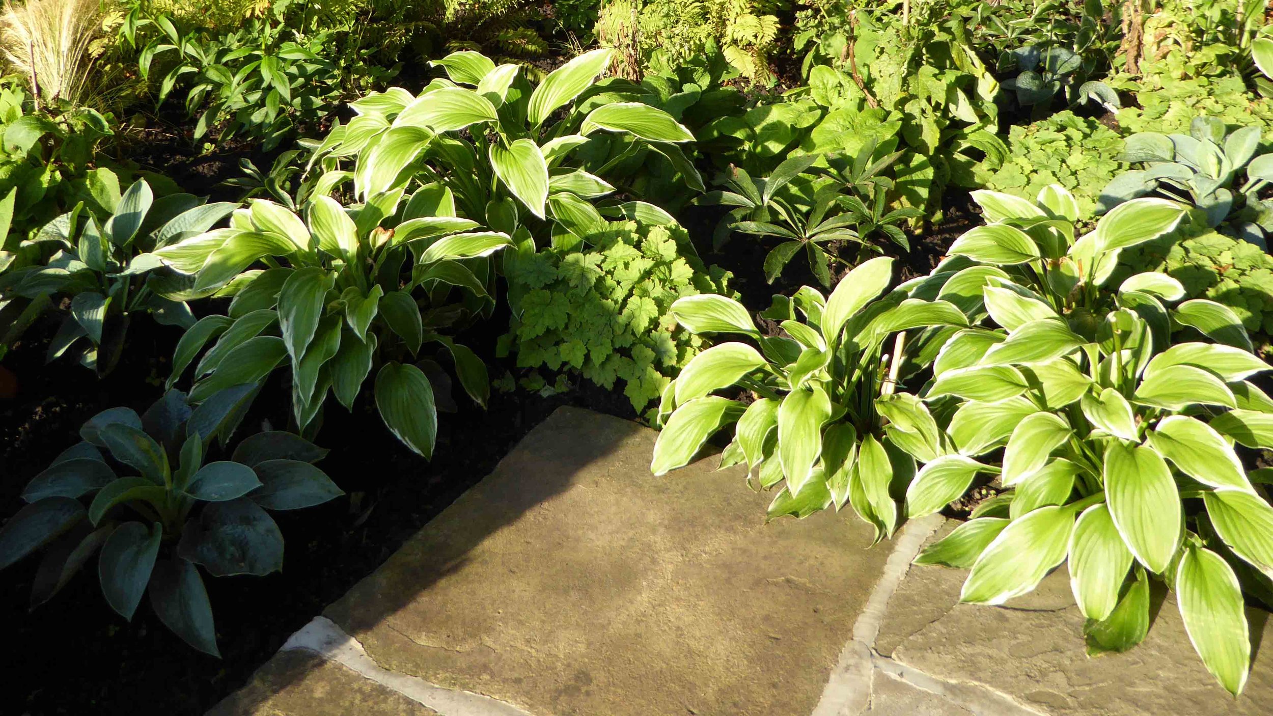 Cheshire Garden Design: The Sun and Shade Garden: Shade Planting