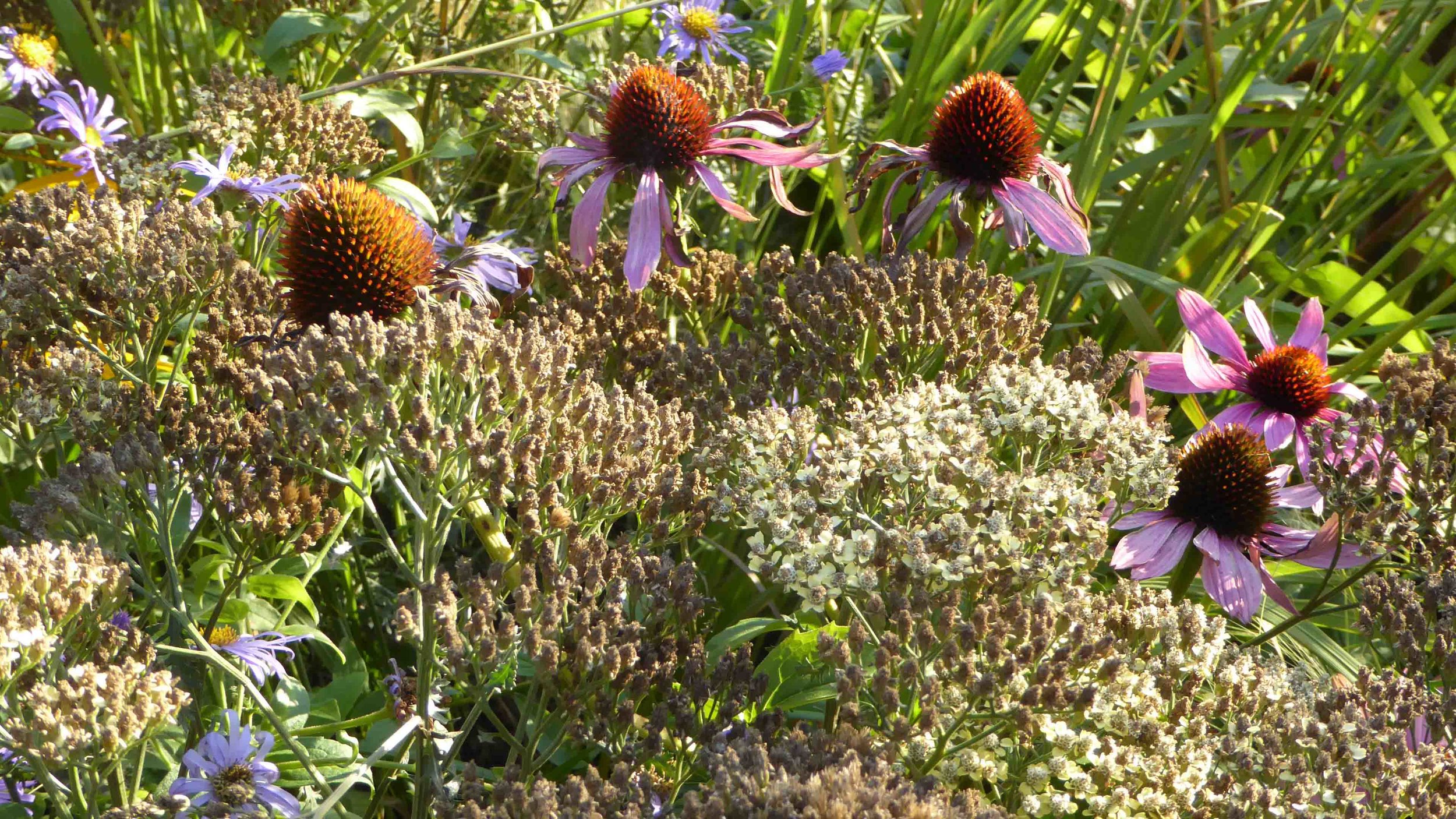 Cheshire Garden Design: The Sun and Shade Garden: Echinaceas And Grasses