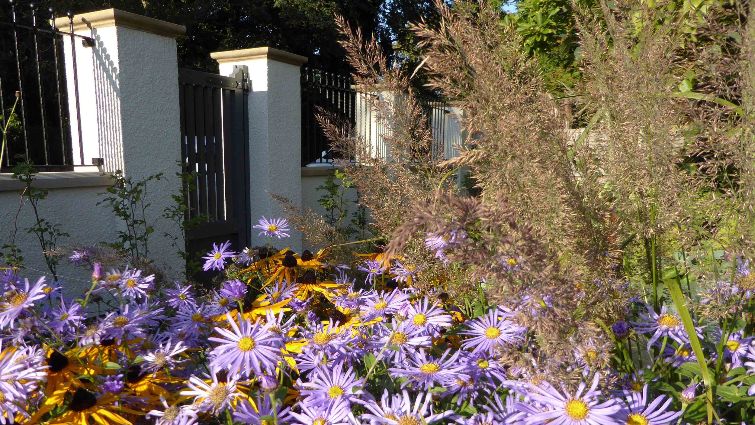 Cheshire Garden Design: The Sun and Shade Garden: Rudbeckia, Aster and Grasses