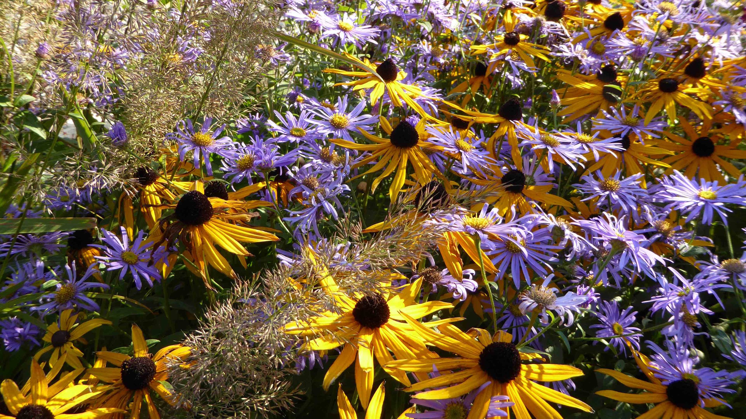 Cheshire Garden Design: The Sun and Shade Garden: Rudbeckias, Asters and Grasses 