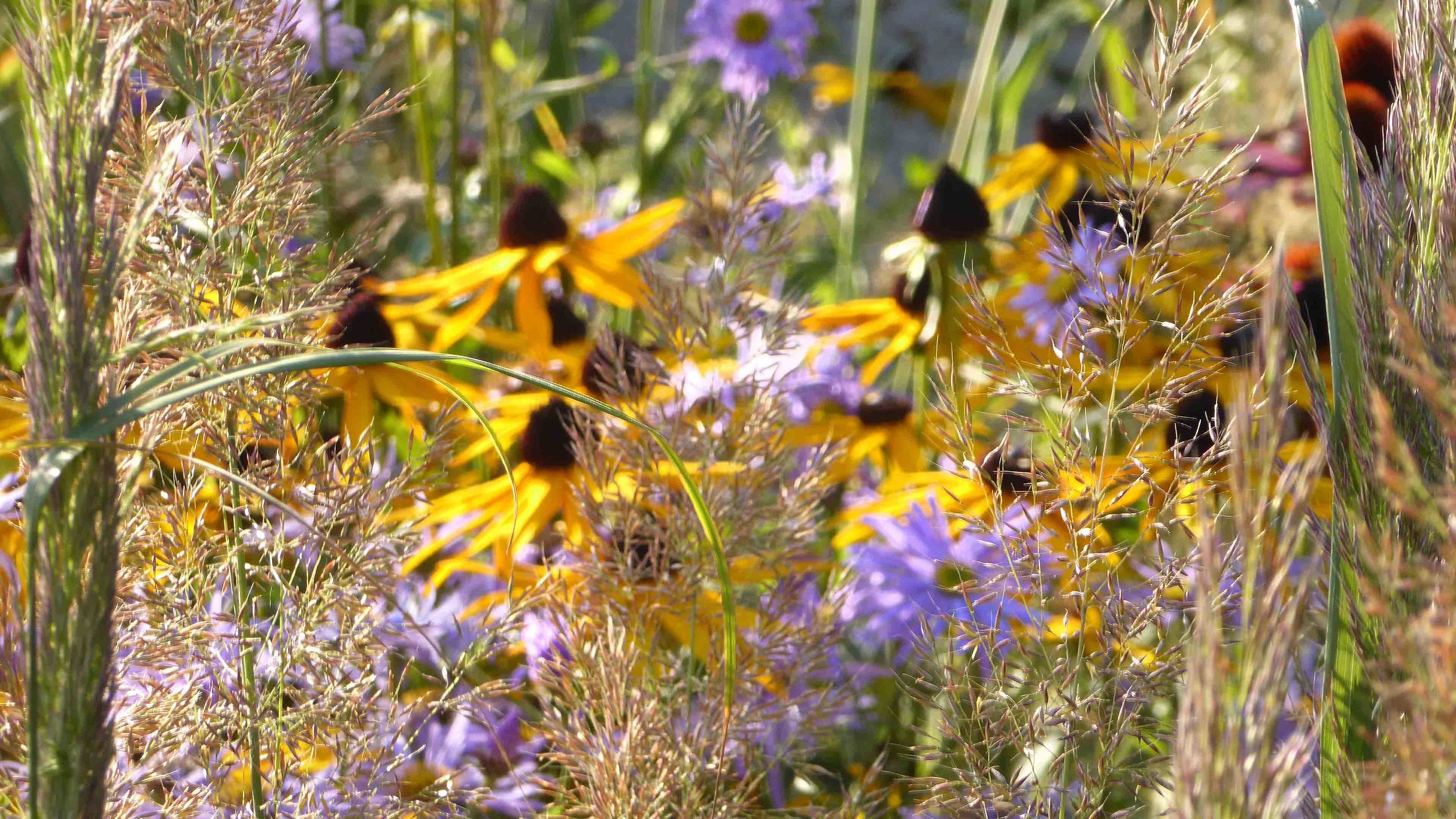 Cheshire Garden Design: The Sun and Shade Garden: Rudbeckias, Asters And Grasses