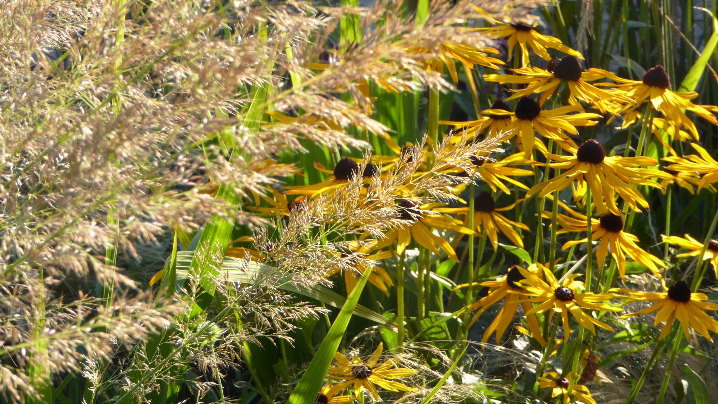 Cheshire Garden Design: The Sun and Shade Garden: Rudbeckias and Grasses