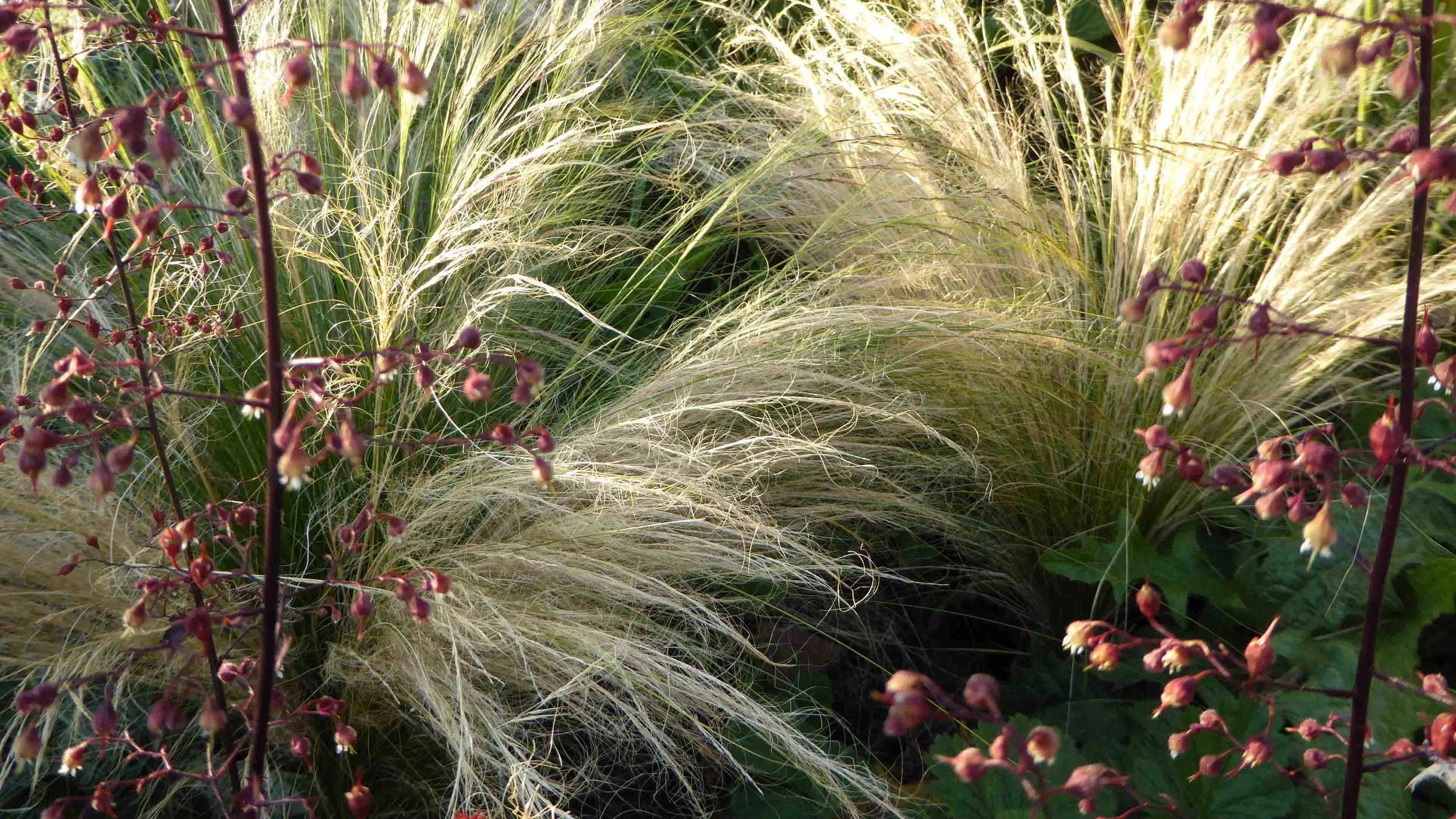 Cheshire Garden Design: The Sun and Shade Garden: Stipa and Heuchera