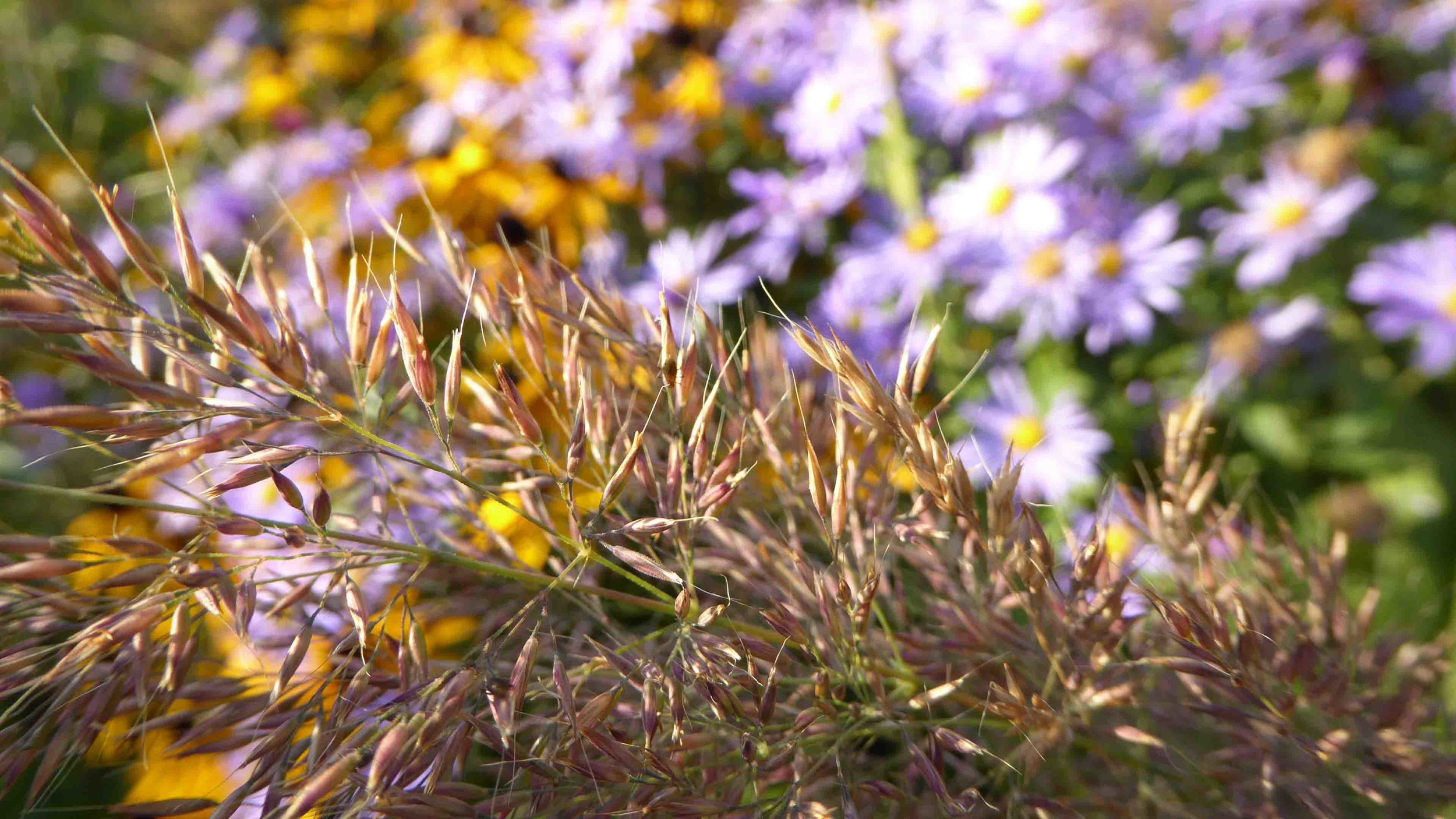 Cheshire Garden Design: The Sun and Shade Garden: Asters, Rudbeckias And Grasses