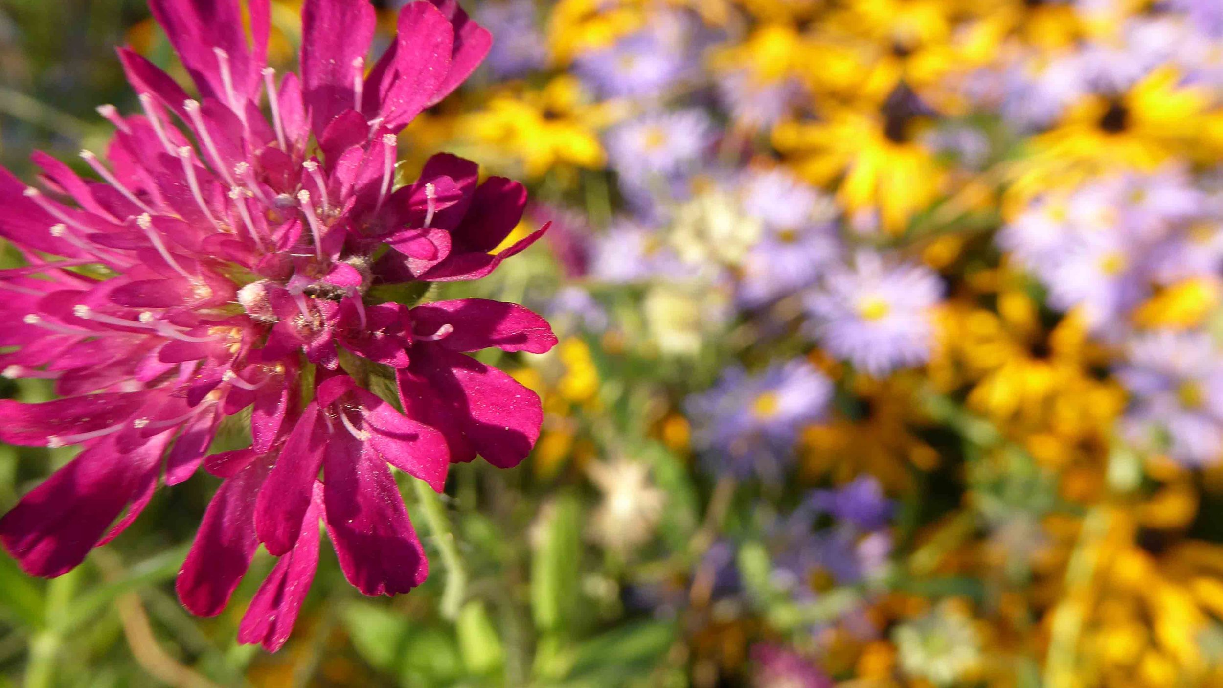 Cheshire Garden Design: The Sun and Shade Garden: Scabiosa atropurpurea ‘Chile Pepper’