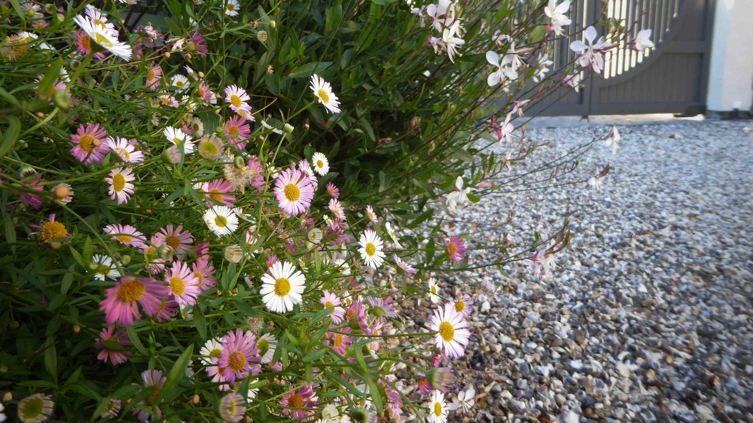 Cheshire Garden Design: The Sun And Shade Garden: Drive And Erigeron karvinskianus With Gaura In Raised Bed