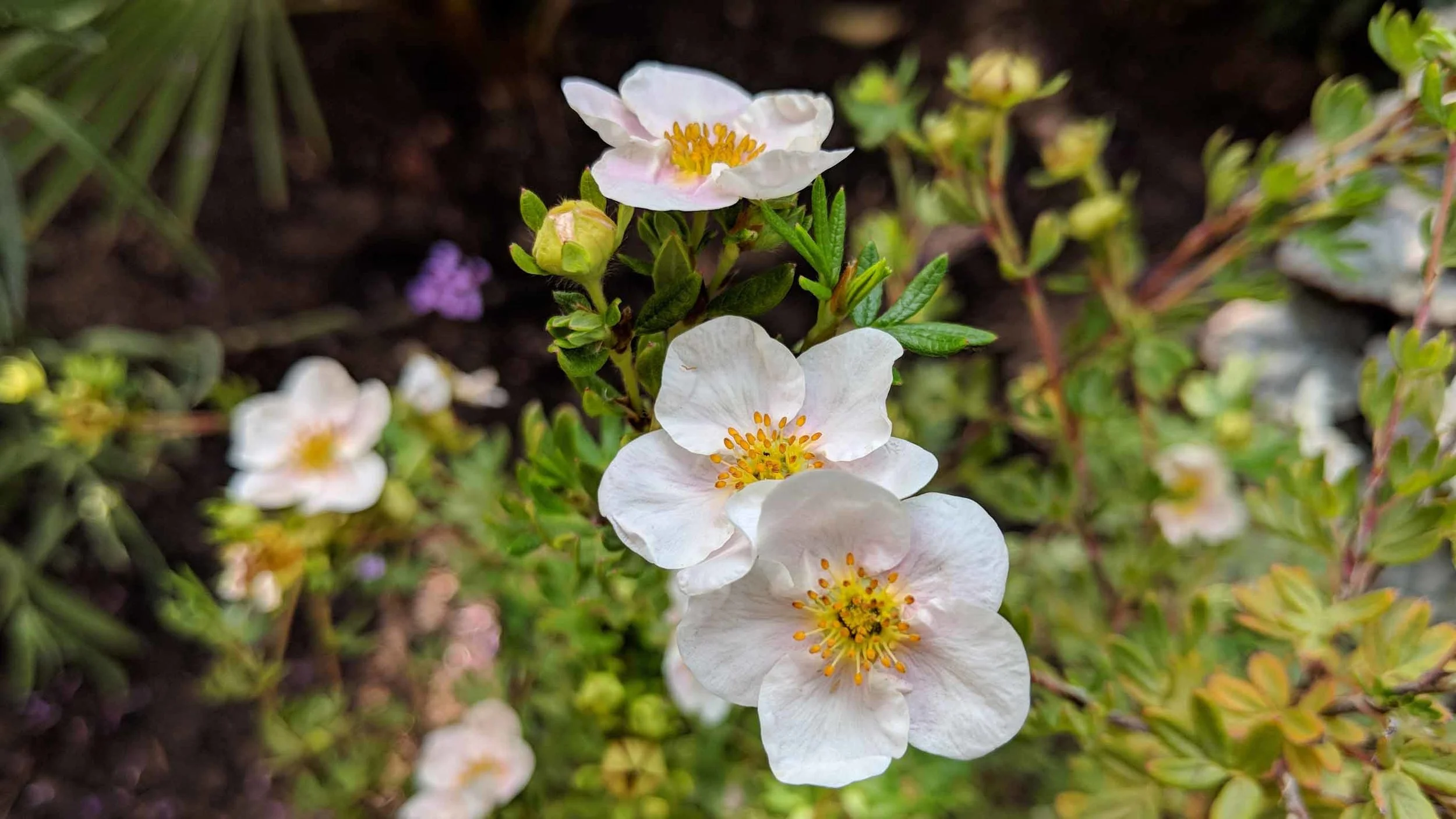 Cheshire Garden Design: Japanese garden: Potentilla fruticosa 'Abbotswood'