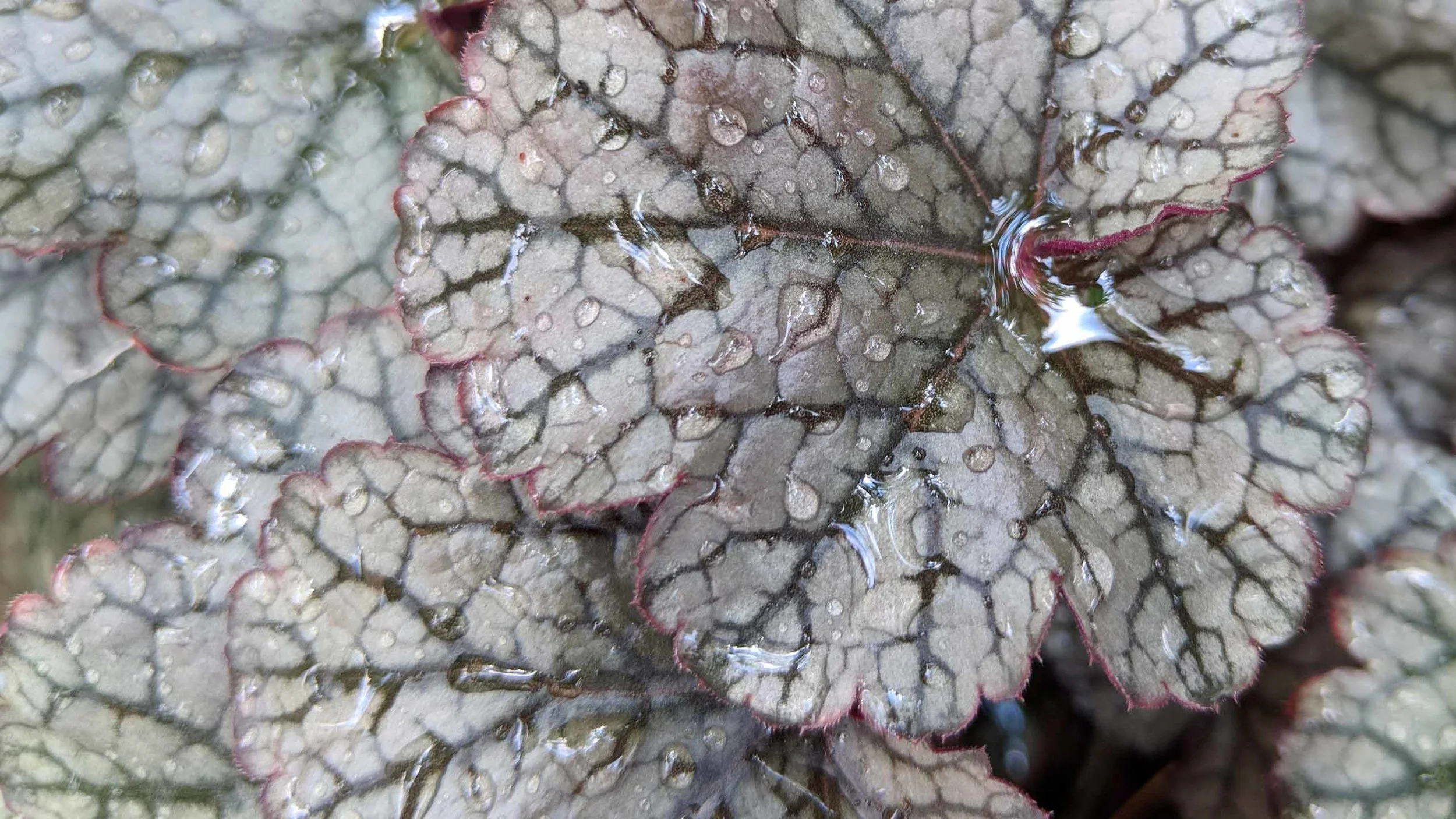 Cheshire Garden Design: Japanese garden: Heuchera 'Silver Scrolls'