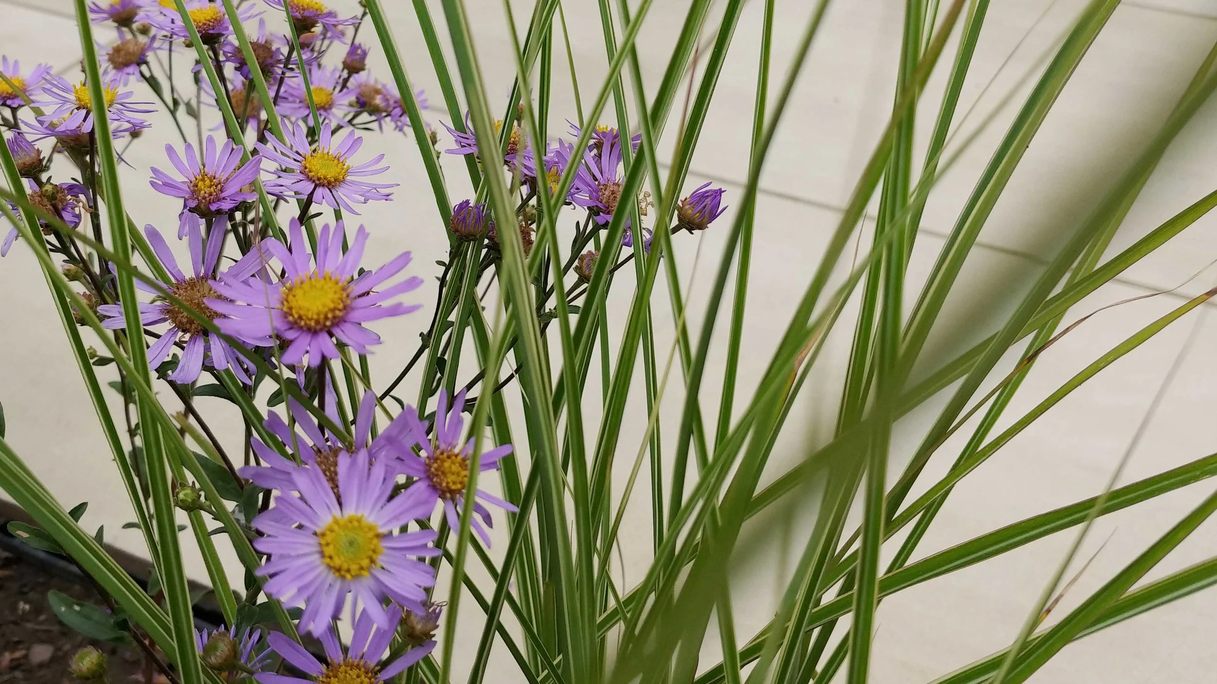 Garden Design Cheshire: Prairie Planting And Porcelain Patio: Asters In The Border