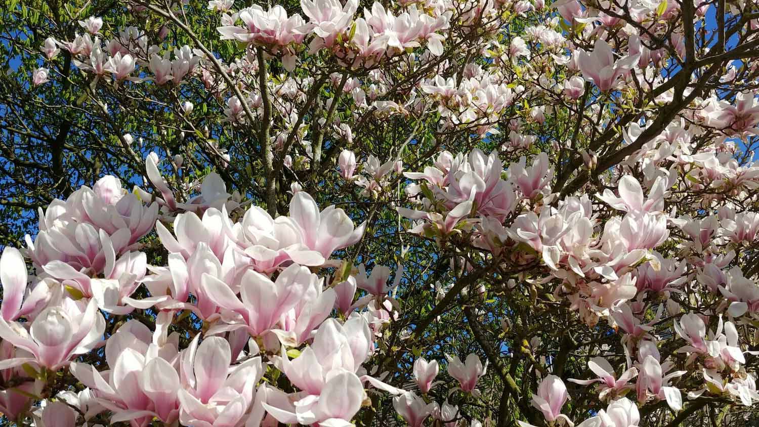 Cheshire Garden Design: The Sun And Shade Garden: Magnolia In Flower