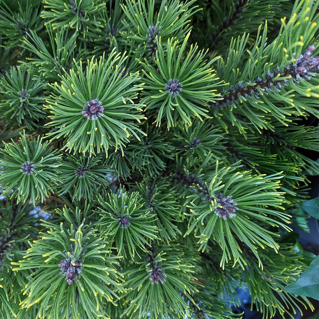 Our plant of the month for December is Pinus mugo &lsquo;Mops&rsquo;. A brilliant but slow growing mountain pine that&rsquo;s perfect for costal gardens, rockeries and despite being a European native, Japanese gardens. Most of the year the needles ar