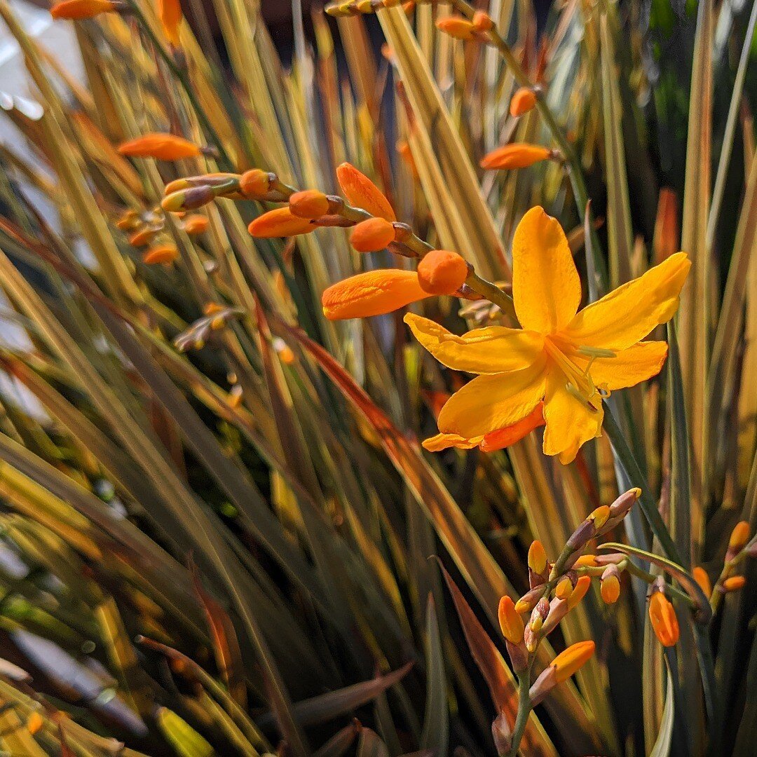 Our plant of the month for August is Crocosmia. In this case Crocosmia_x_crocosmiiflora_'Solfatare'.

A bronze tinted leaf and apricot coloured flowers look fantastic at this time of year as the hot border colours get in full flow.
Pair it with grass