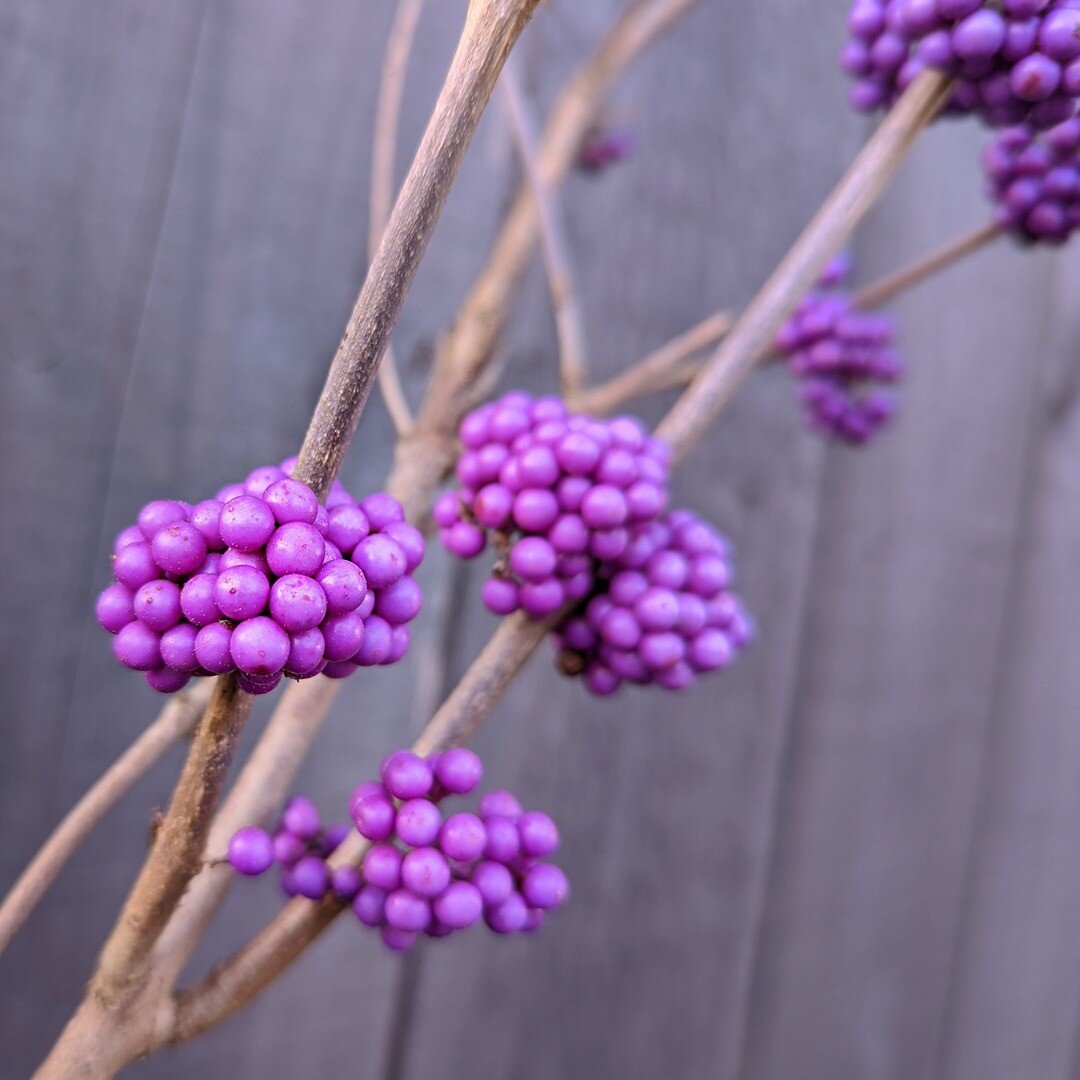 Our plant of the month for November looks like its from another world. A fantastic shrub called Callicarpa bodinieri var. giraldii 'Profusion'.
A low maintenance plant that offers interest through most of the year. Most striking are its bright lilac 