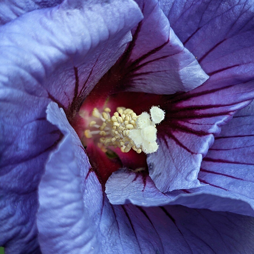 Our plant of the month for September is Hibiscus. Seen here is the ultra violet and blue unfolding flower of  Hibiscus syriacus 'Oiseau Bleu'
A large, late flowering plant that draws in distinctive blue and violet tones in a season that increasingly 