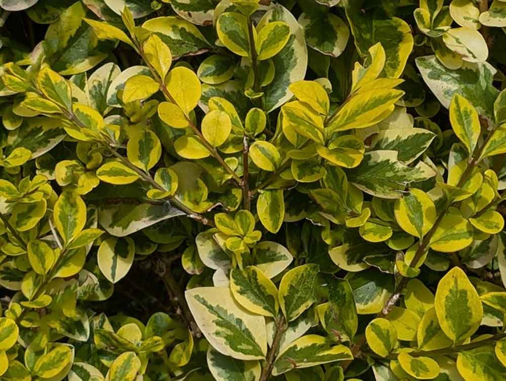 Variegated-Privet-hedging-supplied-and-hedges-planted-Formby.jpg