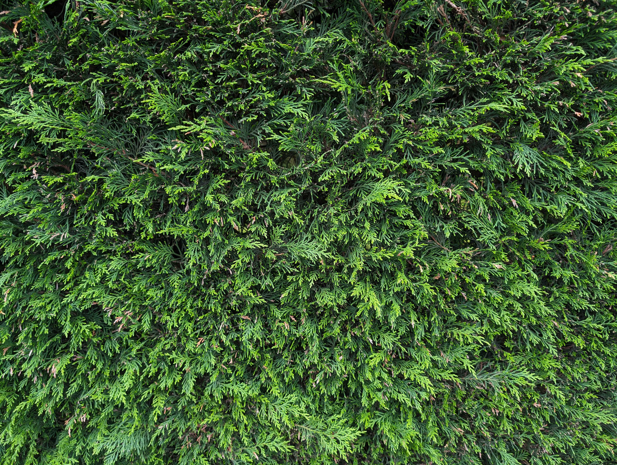 Leylandii-Screening-Screening-Hedging-Privacy-Hedge-Formby.jpg