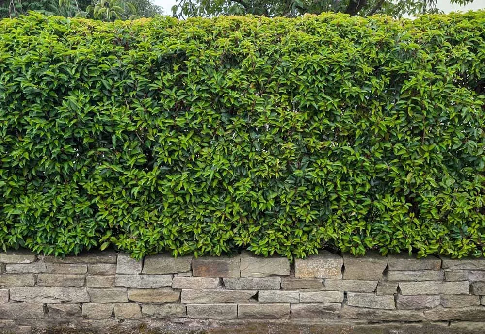 Portuguese-Laurel-Screening-Hedge-Privacy-Southport.jpg