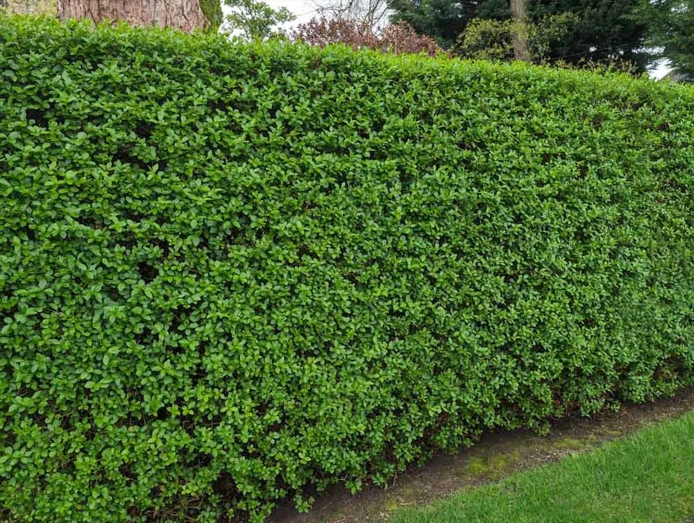 Privet-hedging-supplied-and-planted-Merseyside.jpg