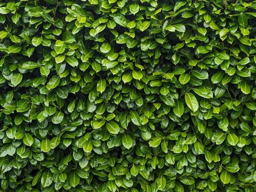 Cherry-Laurel-hedging-supplied-and-hedges-planted-Merseyside.jpg