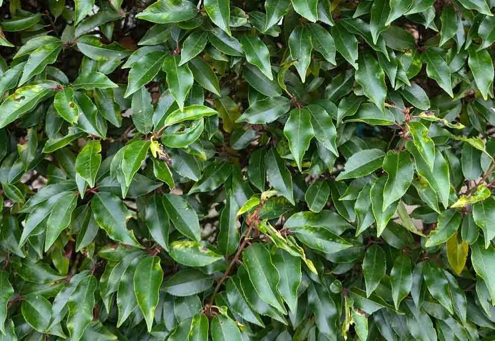 Hedging-supplied-and-planted-in-the-Hale-Barns.jpg