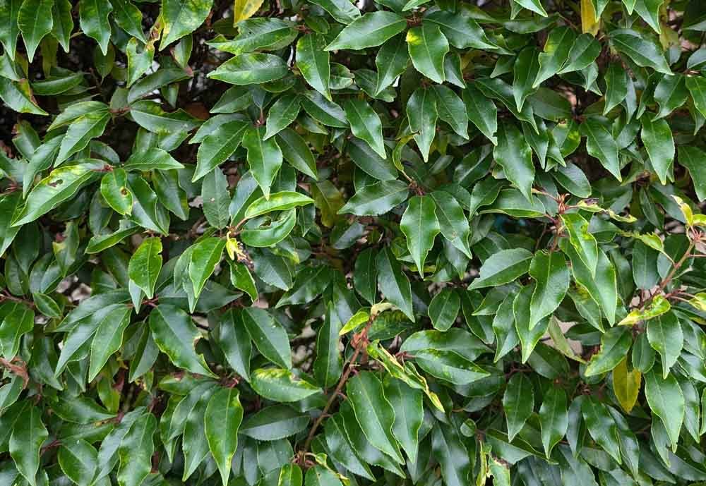 Hedges-planted-Macclesfield.jpg