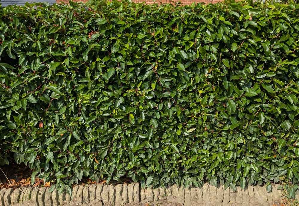 Hedging-Macclesfield.jpg