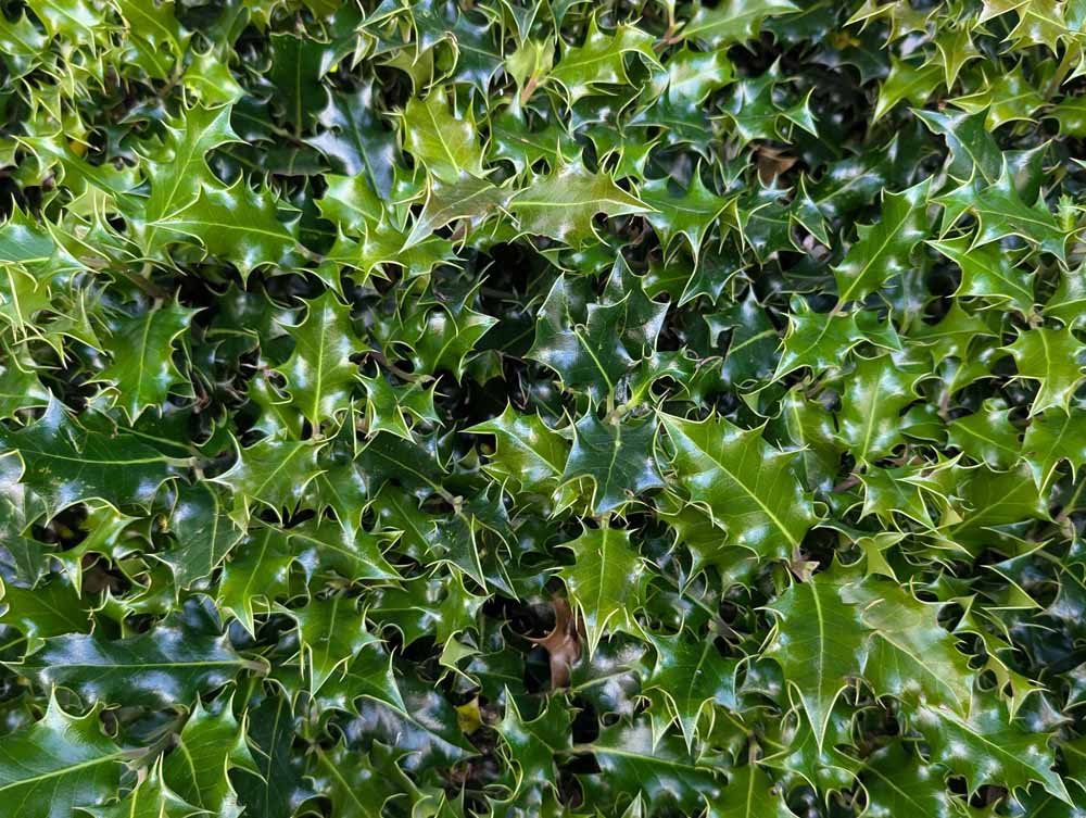 Holly-hedging-supplied-and-hedges-planted-Macclesfield.jpg