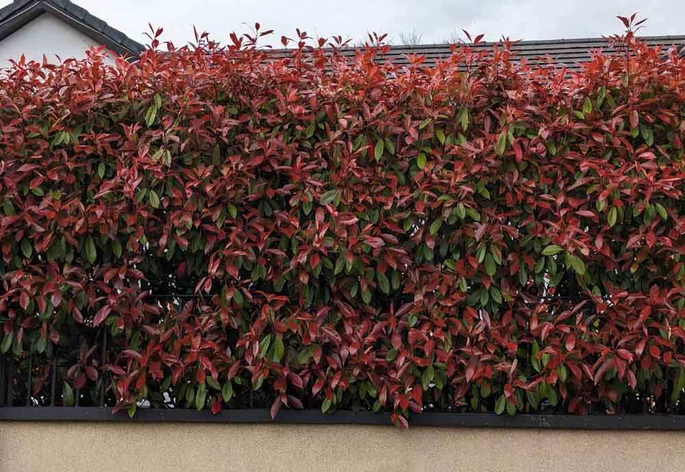 Photinia-hedging-supplied-and-hedges-planted-Macclesfield.jpg