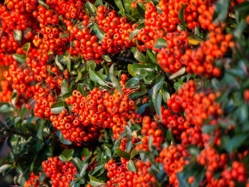Pyracantha-hedging-supplied-and-hedges-planted-Macclesfield.jpg