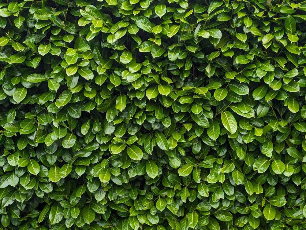 Cherry-Laurel-hedging-supplied-and-hedges-planted-Macclesfield.jpg