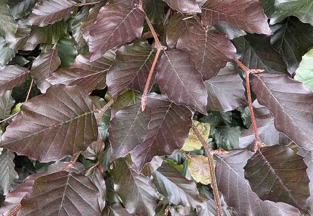 Fagus-Sylvatica-hedging-supplied-and-hedges-planted-Macclesfield.jpg