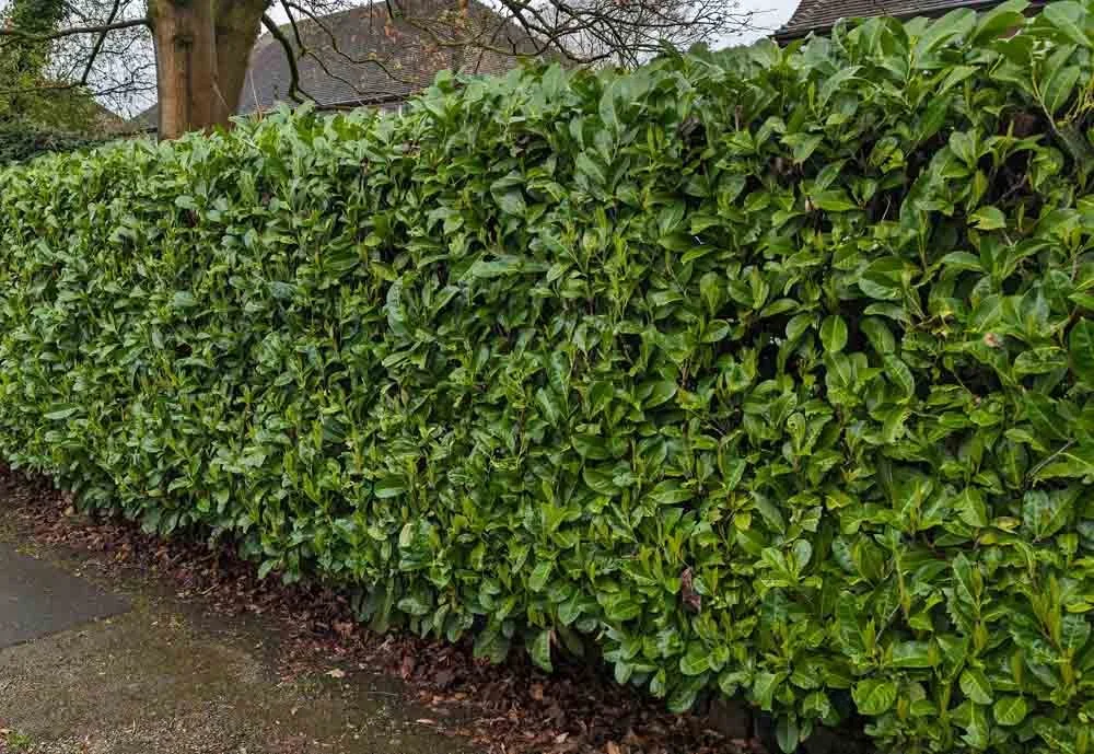 Privacy-hedging-Manchester.jpg