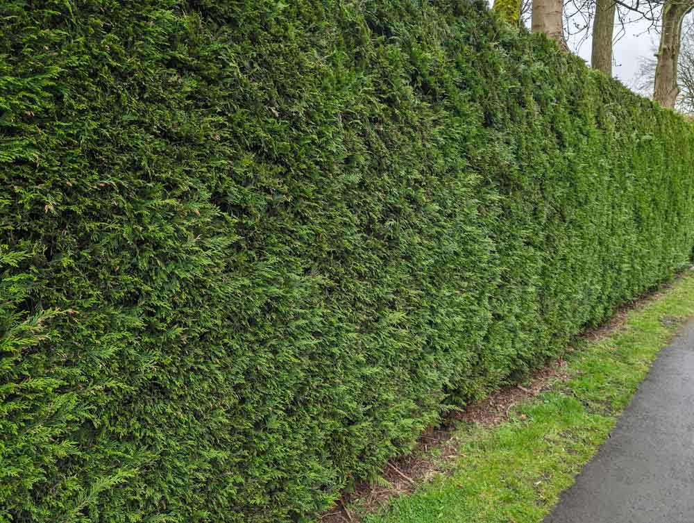 Leylandii-Screening-Hedge-Privacy-Worsley.jpg