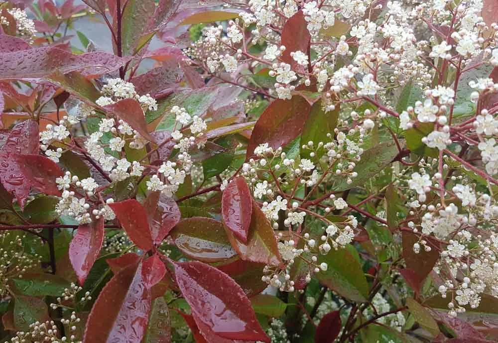 Red-Robin-hedges-supplied-and-planted-Bury.jpg