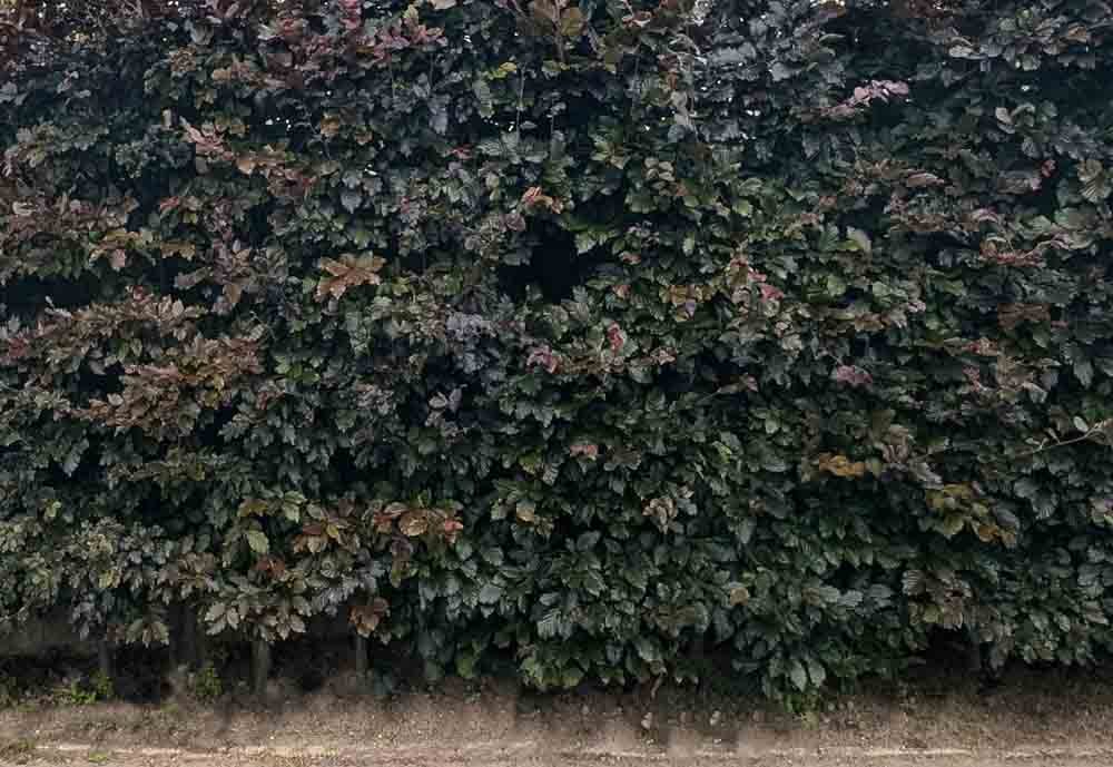 Copper-beech-Screening-Hedge-Privacy-Hedge-Lytham.jpg