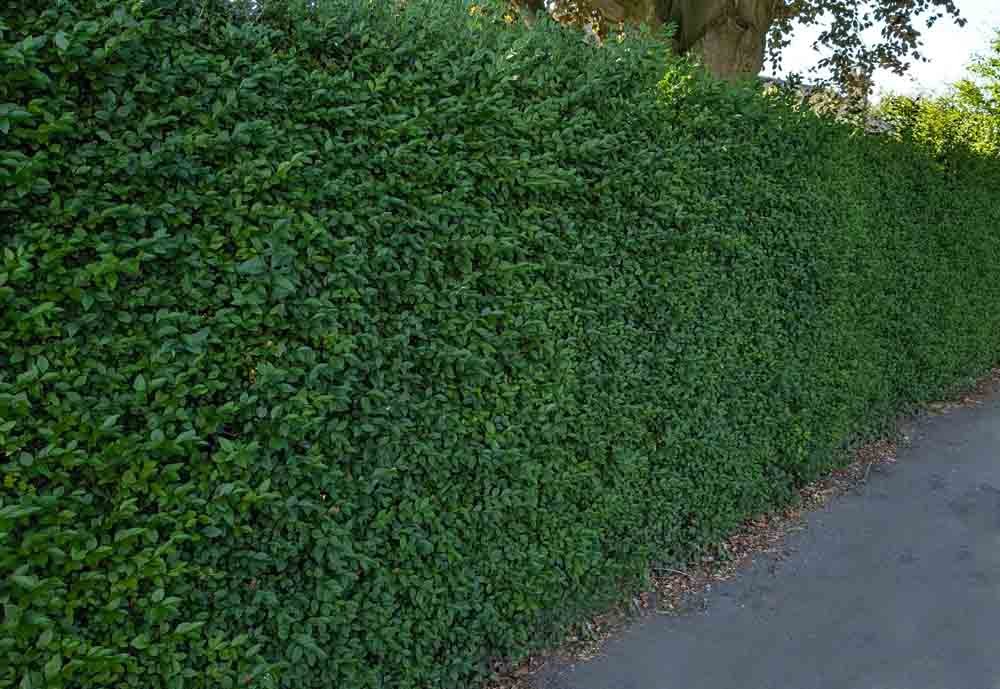Hedging-for-security-Lytham.jpg