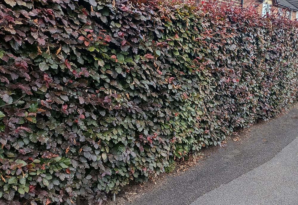 Purple-beech-purpurea-Screening-Hedge-Privacy-Hedge-Lytham.jpg