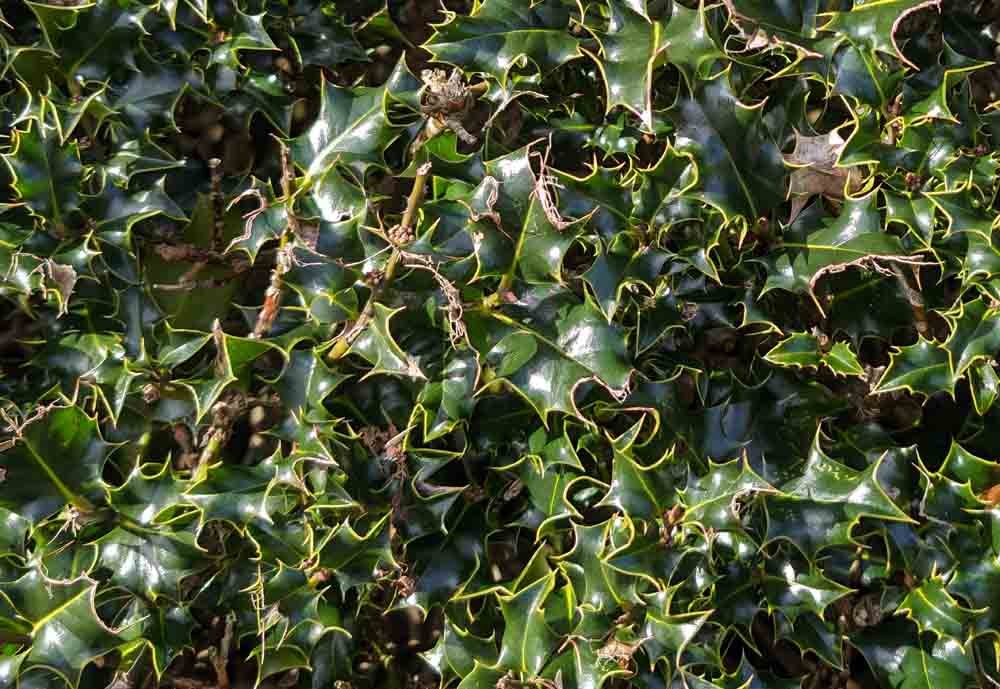Hedges-in-the-Parbold.jpg