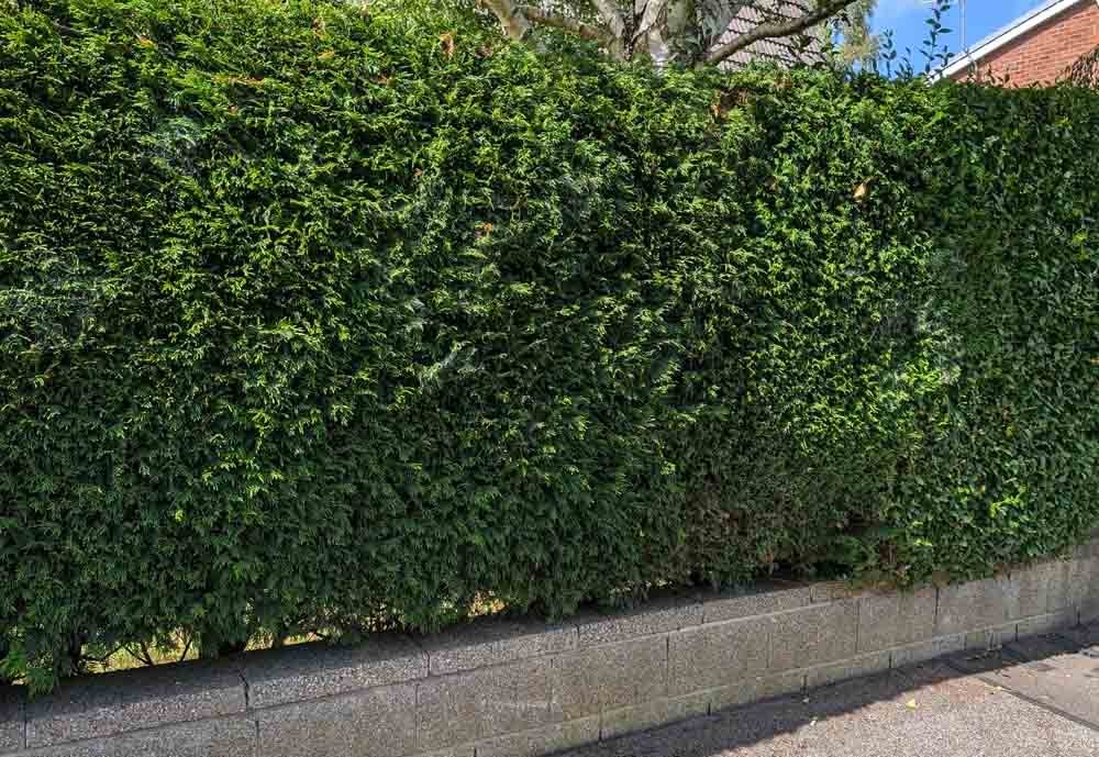 Hedges-supplied-and-planted-Parbold.jpg