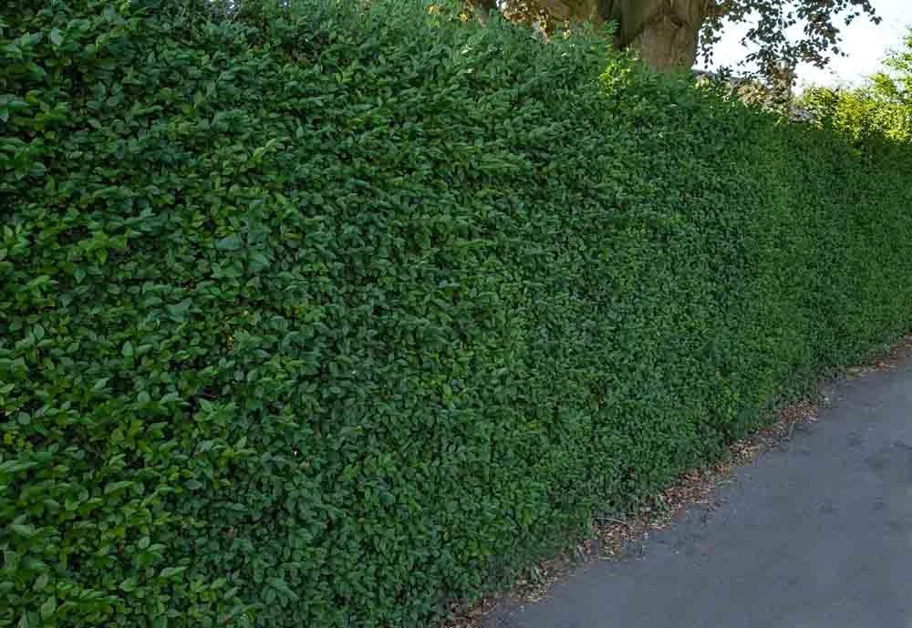 Hedging-supplied-and-planted-.jpg