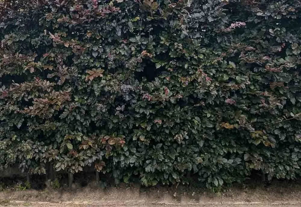 Copper-beech-Screening-Hedge-Privacy-Hedge-.jpg