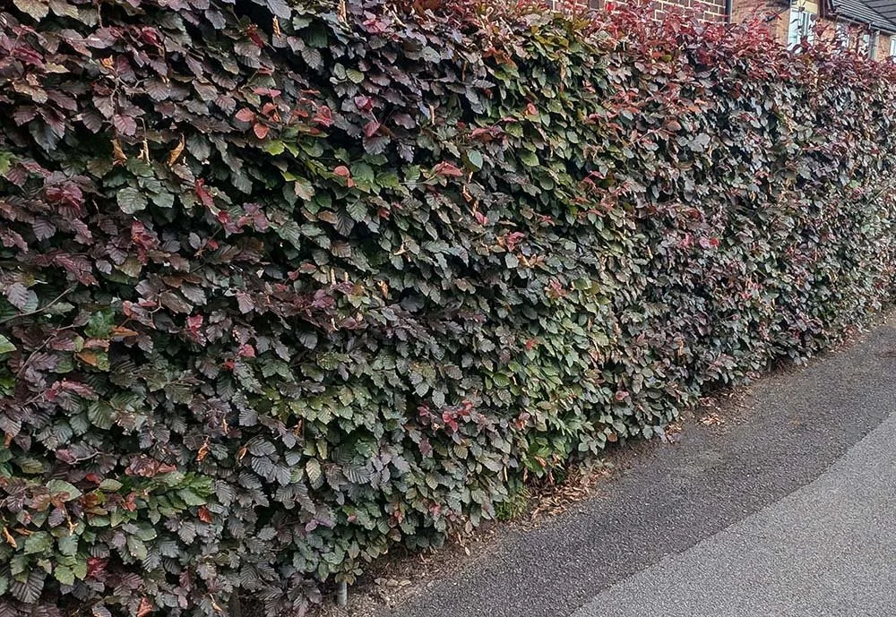Purple-beech-hedging-supplied-and-hedges-planted-.jpg