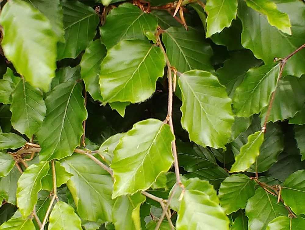 Beech-Screening-Hedging-Privacy-Hedge-.jpg